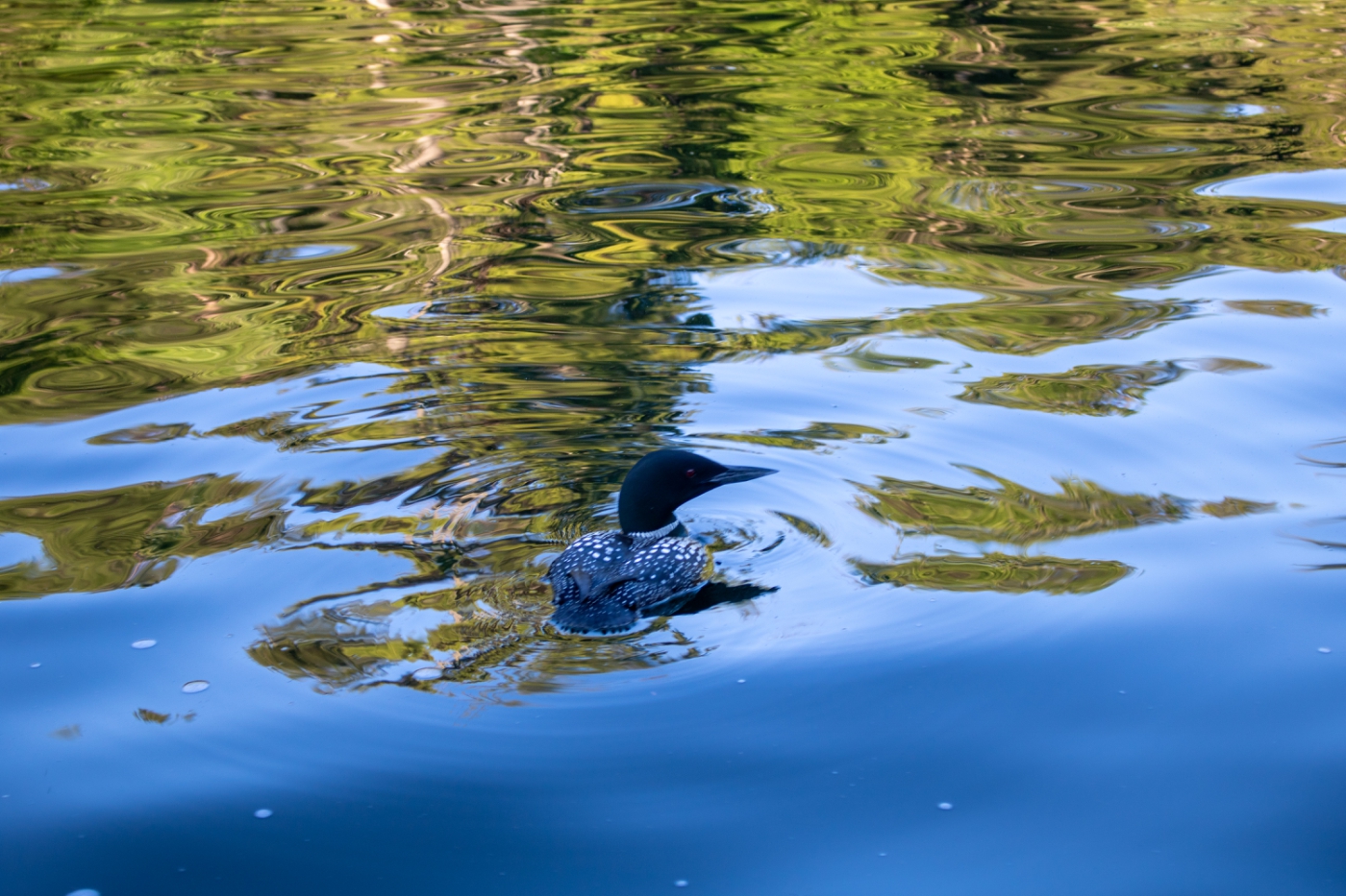 loon on Lake Winnipesaukee