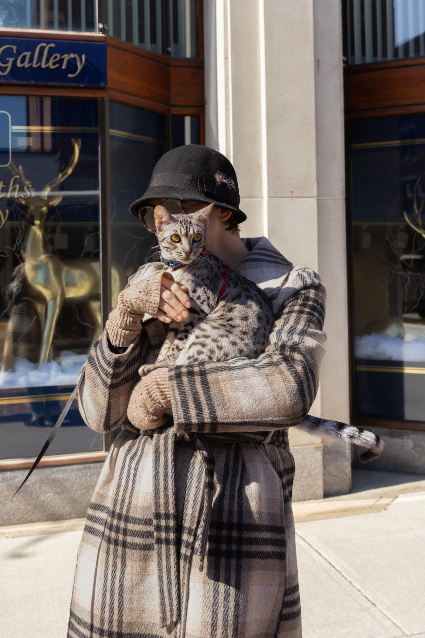 cat on Main Street in Concord, New Hampshire